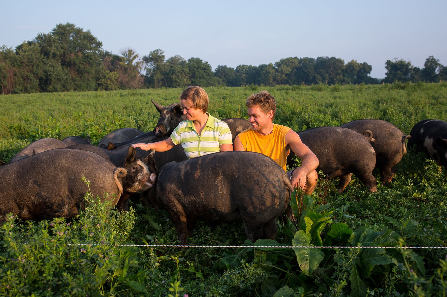 Mirror Image farms hogs